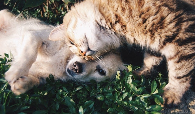 cat and dog rolling together and touching heads in the grass